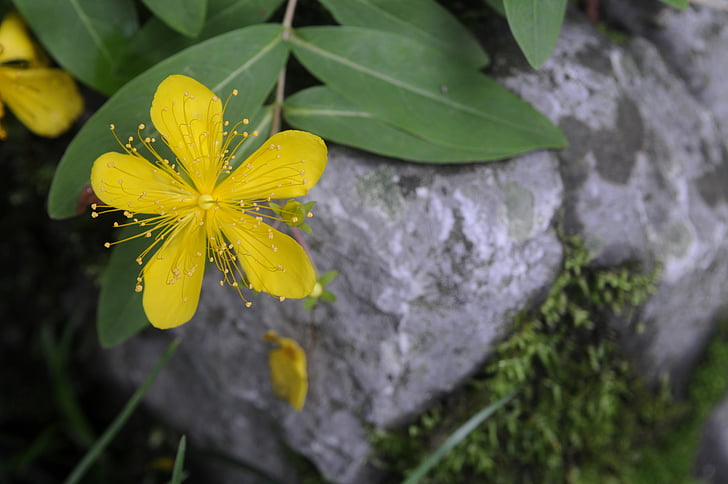 fleur de Bell, naturel, plante, nature, feuille, jaune, pétale