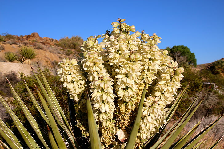 Joshua tree, Yucca brevifolia, Lata, květ, květiny, bílá, poušť