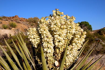 Joshua tree, Yucca brevifolia, lata, kvet, kvety, biela, Desert