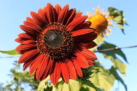 beludru Ratu, bunga matahari, tanaman, alam, musim panas, kelopak, bunga