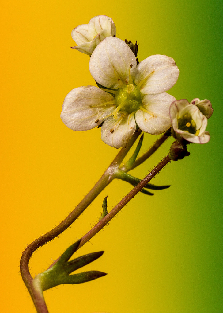 flower, macro, color, small flower, close, gradient