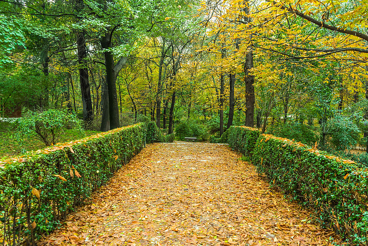podzim, zelená, zahrada, Příroda, listy, krajina, stromy