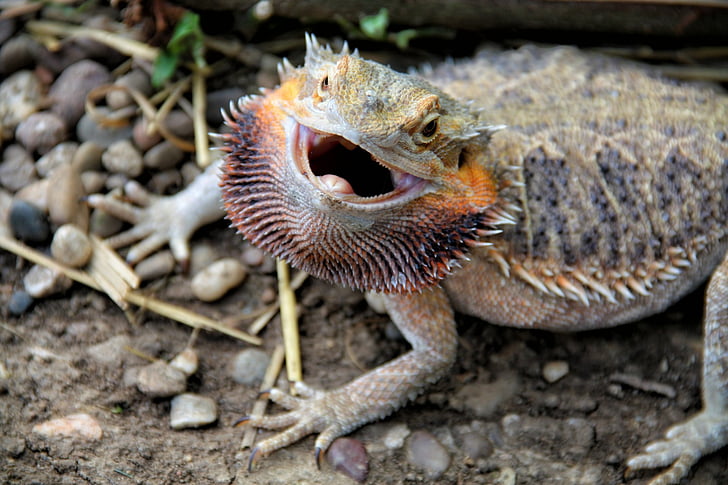 bearded dragon, reptile, attack, excited, nervous, dangerous