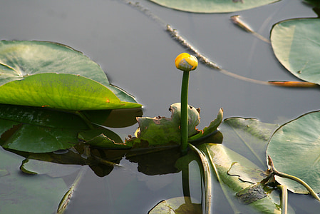 bitki, Villosa Iris, Nilüfer, Göl, ampul, Bahar, çiçek