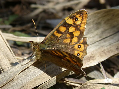 vlinder, achtergrondverlichting, saltacercas, margenera, Lasiommata megera