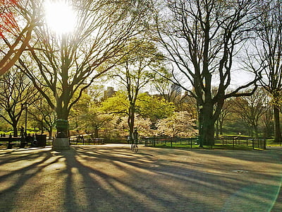 Central park, New york, Manhattan, daggry, våren, utendørs, Park