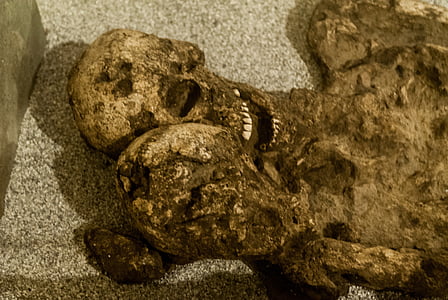 археология, Castros, Виго, музей, експозиция, скелет