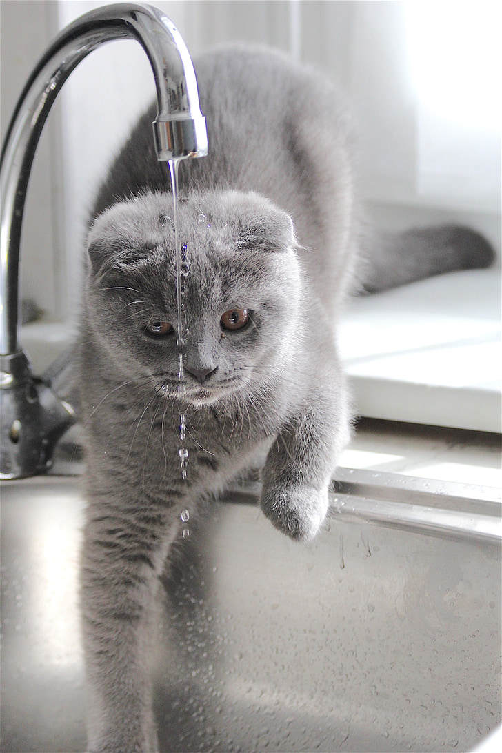 dyr, innenlands cat, vann, drypp, svart-hvitt
