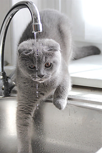dyr, innenlands cat, vann, drypp, svart-hvitt