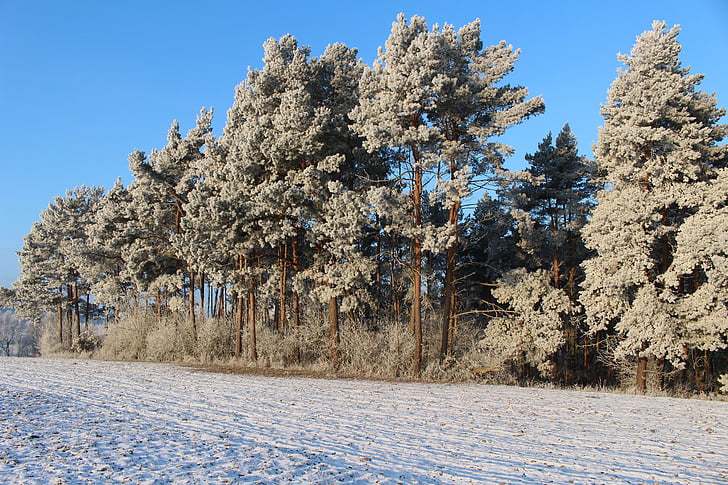 Frost, pădure, peisaj, copaci, rece, iarna, ioan