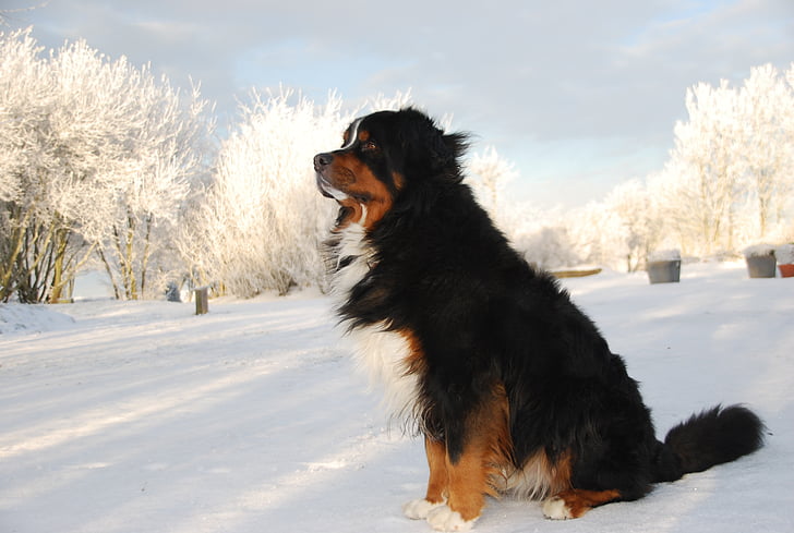 Inverno, neve, Branco, natureza, Bernese mountain dog, cão, temperatura fria