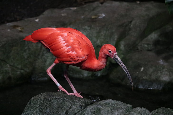 Sarkanais ibiss, putns, sarkana, dzīvnieku, tropu, daba, savvaļā