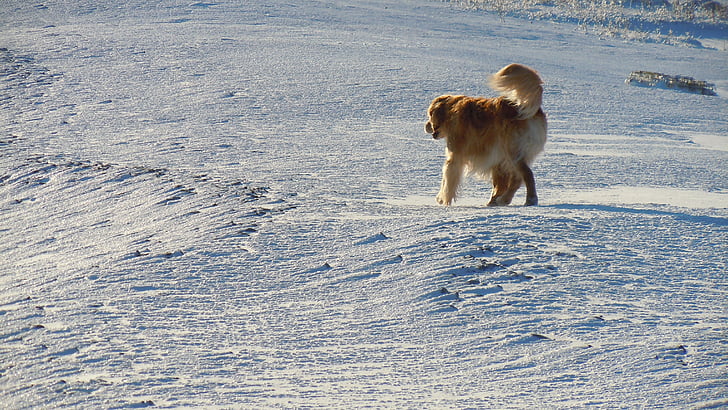 šuo, Auksaspalvis retriveris, naminių gyvūnėlių, sniego, retriveris, šuniukas, šunų
