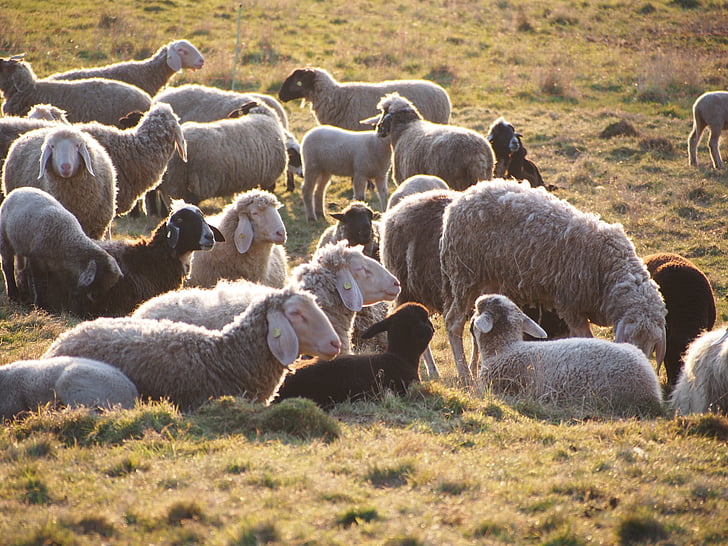 sheep, flock, animals, flock of sheep, pasture, wool, schäfer