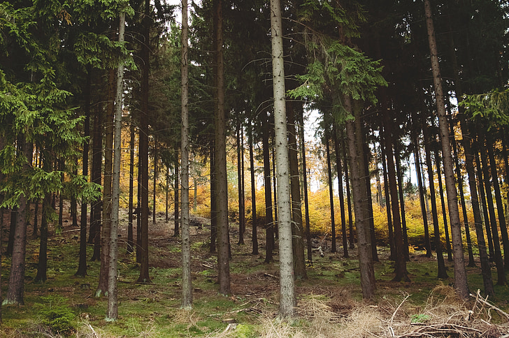 Woods, vilda, vildmarken, Aspen, Björk, spruce, FIR