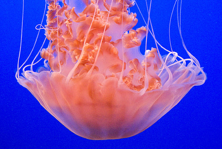 медузи, синій, помаранчевий, акваріум
