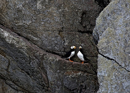 horned puffins, ledge, birds, wildlife, nature, sea, rock