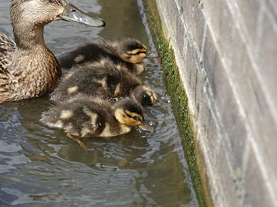 ducks, mother, wildlife photography, young, water, family, fauna