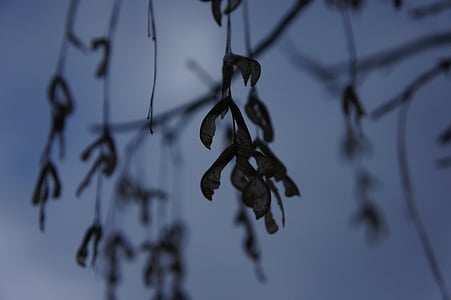 acero, foglie d'acero semi, inverno, vecchio, natura, cielo, grigio