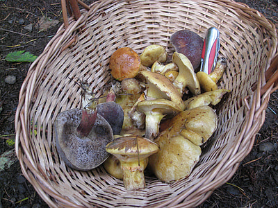 cogumelo, colheita, cesta, fungo, homesteading, comida, natural