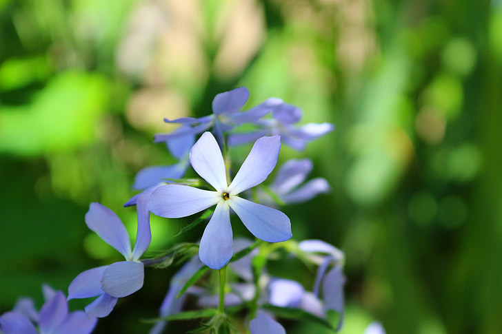 flowers, soft, spring, green, blue, nature, plant