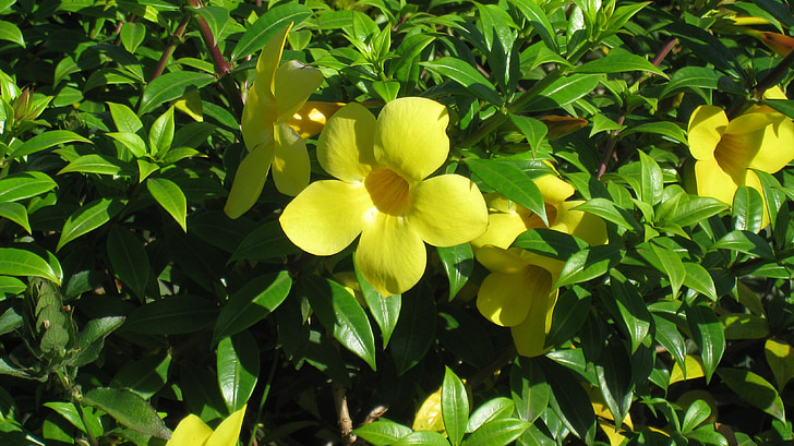 easter flower, flowers, yellow