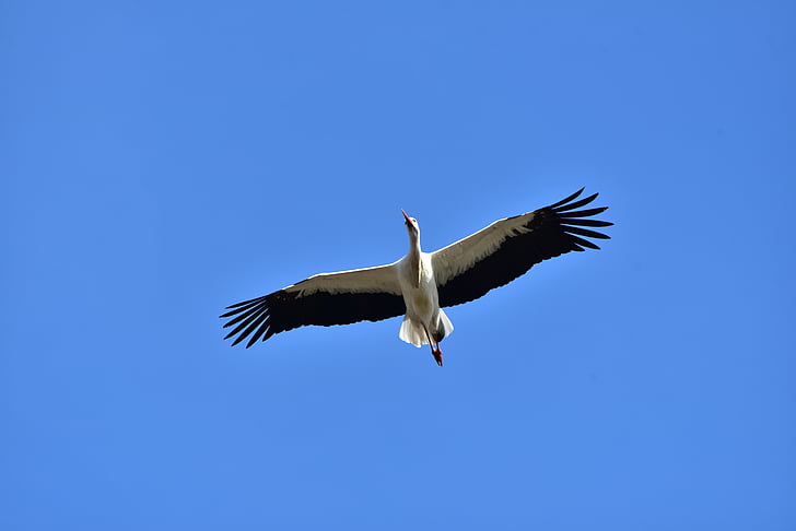 Stork, himmelen, fly, svart hvitt, Bill, rangle stork, hvit stork