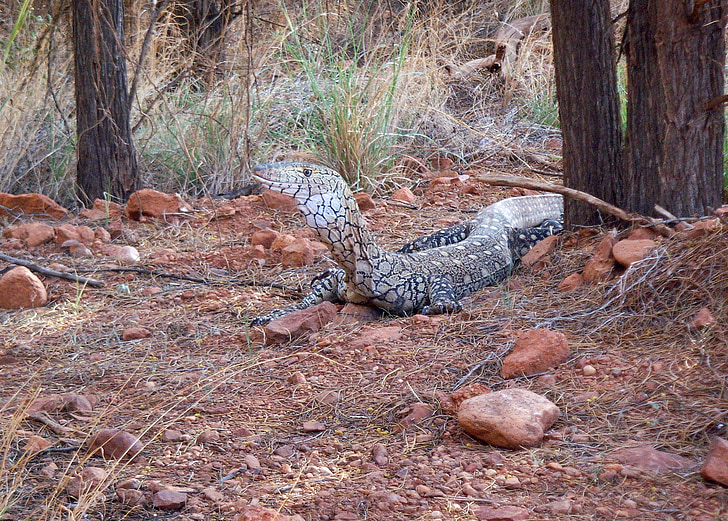 skjerm, øgle, Blue flekkete baumwaran, eksotiske, Outback, Australia