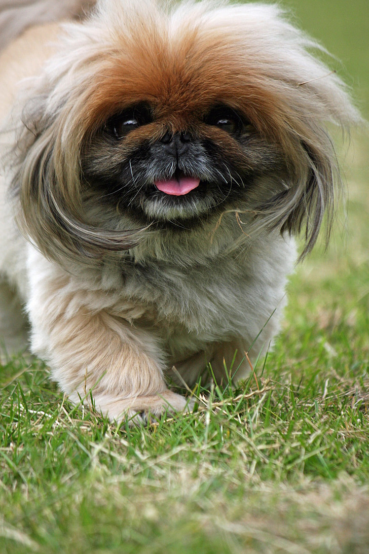 combinació Pekingese, gos, valent, adorable, close-up, canina, animal de companyia