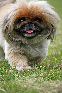 pekingese, dog, cute, adorable, close-up, canine, pet