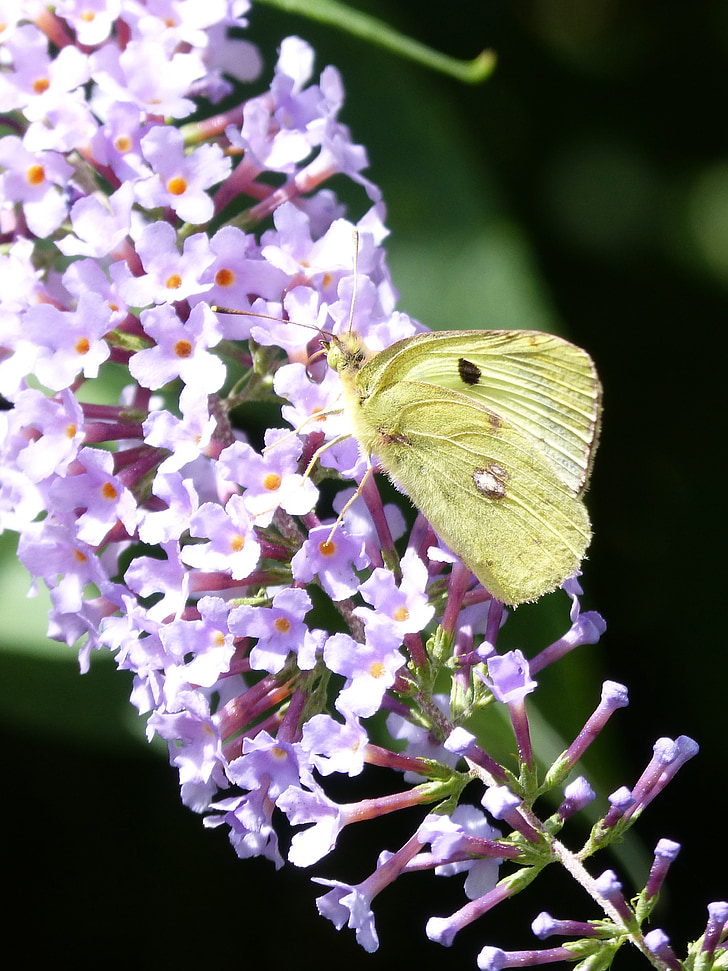 papallona, flor, verd, primavera, bellesa, insecte, ales de papallona