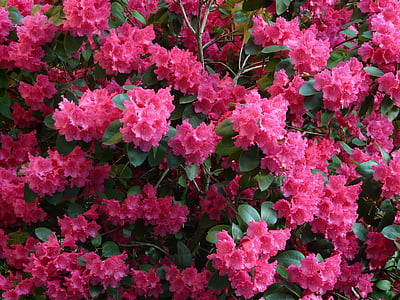 Azalea, Rhododendron, blommor, Bloom, färgglada, ljusa, Anläggningen