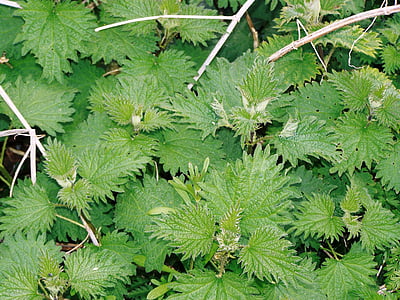 nettles, leaves, english, wild, natural, summer, foliage
