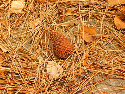 pine cone, fall, pine needles, autumn, pine, cone, nature
