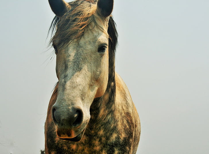 horse, head, face, dappled, white, blue, animal
