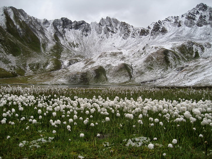 mountain, snow, tignes, france, white, flowers, landscape