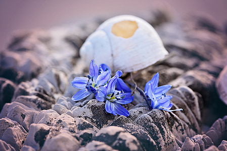 shell, leeg, gebroken, beschadigd, bloemen, blauw, Siberische blaustern