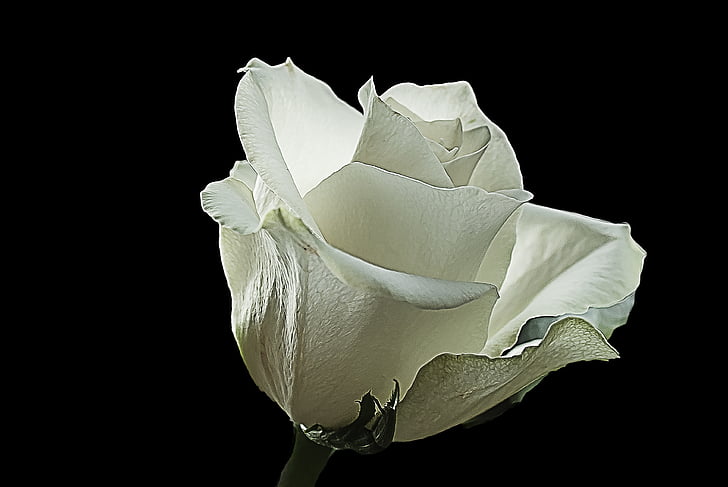 hvid rose, steg, hvid, kreative, natur, vilde rose, blomst