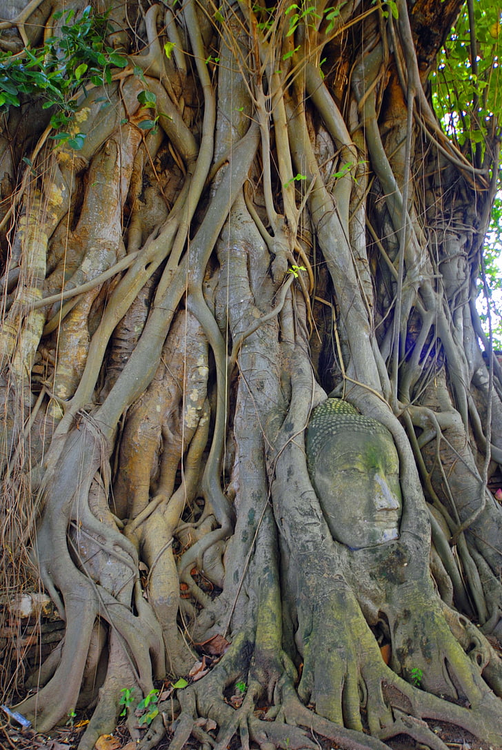 Asie, Thajsko, cestování, Ayuthaya, strom, Příroda, kořenový adresář