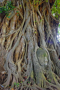 Azija, Tajland, putovanja, Ayuthaya, drvo, priroda, korijen
