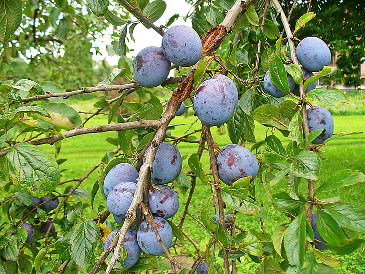 Prem, buah, buah-buahan yang tumbuh, Makanan, Plum pada pohon, ungu, resep lezat