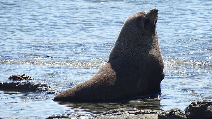 sea ​​lion, beach, nature
