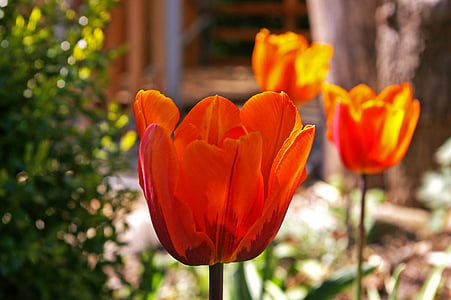 tulipaner, gul svulst, oransje tulip, våren, Blossom, blomst, blomst