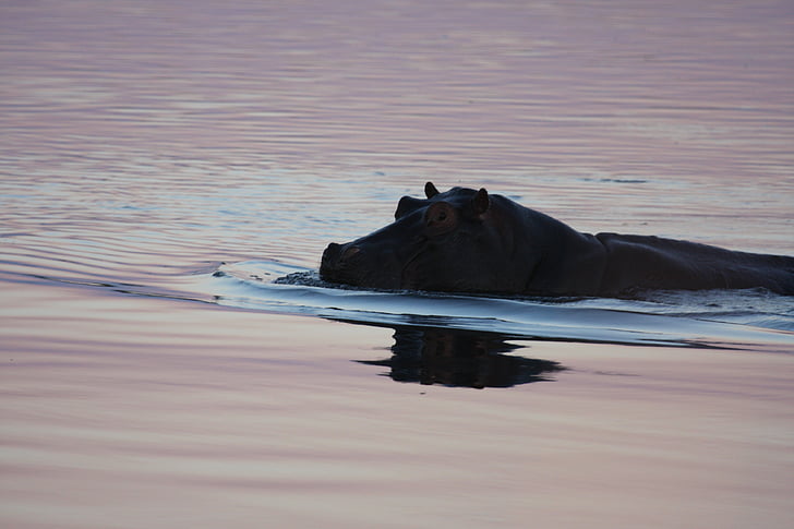 Hippo, zwemmen, Namibië, wilde dieren, natuur, dier, zoogdier