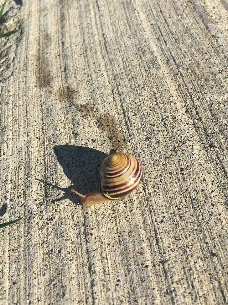 snails, crawling, footprint
