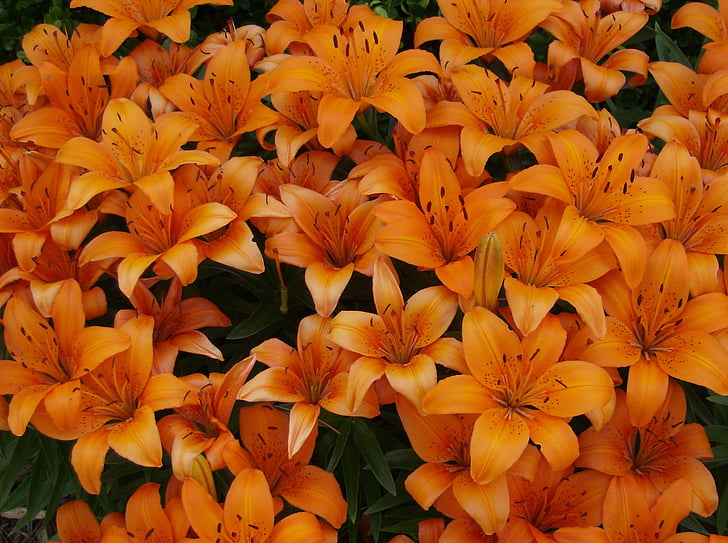 lis orange, Tiger lily, fleurs, nature, jaune, feuille, plante