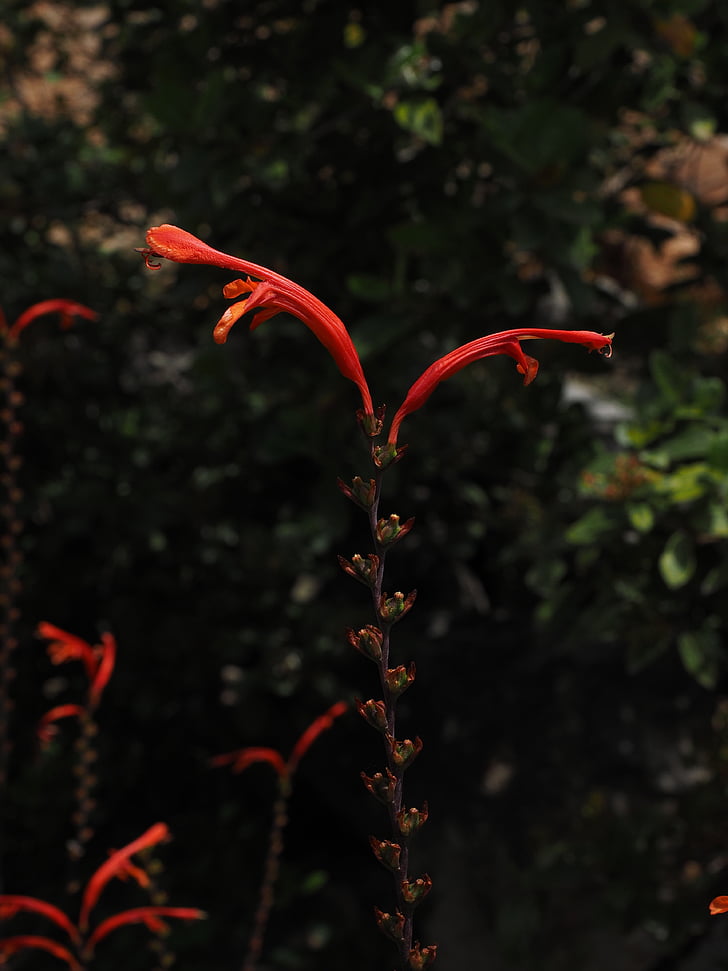 градински montbretia, съцветие, цвете, Блосъм, Блум, продълговати, червен