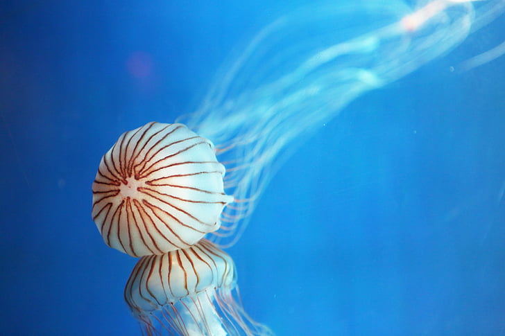 медузи, Република Корея, аквариум, Джеджу остров, синьо, море, подводни