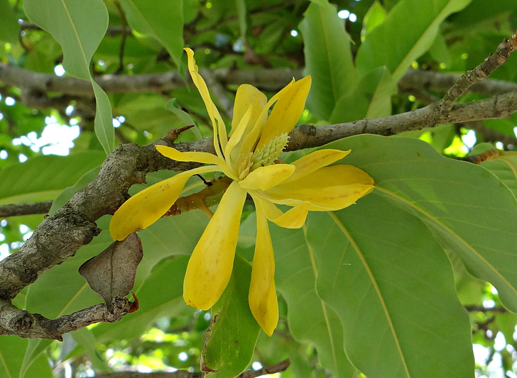 Champa, Champak, champaca de Magnolia, Orquídea de jade amarillo, flor, amarillo, Kodagu