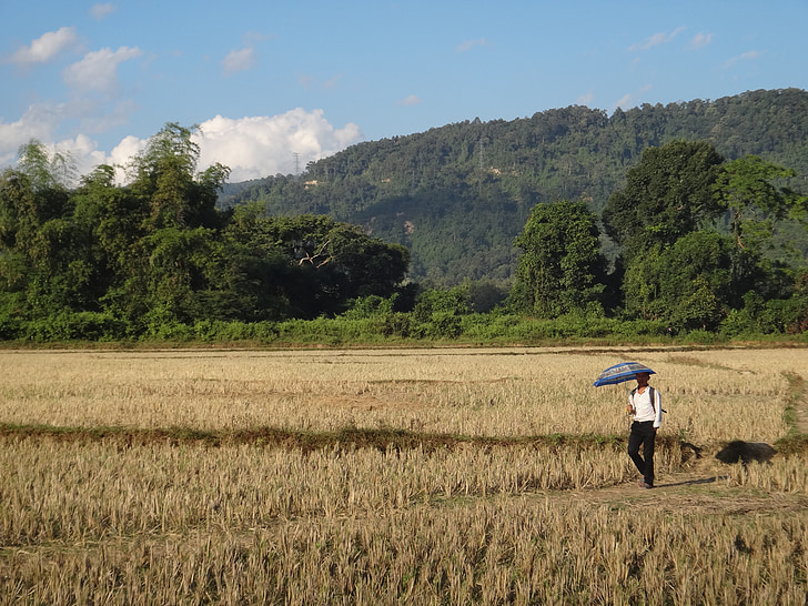 Laos, campo, a piedi, schirn di sole, pendolarismo, vangvien, natura